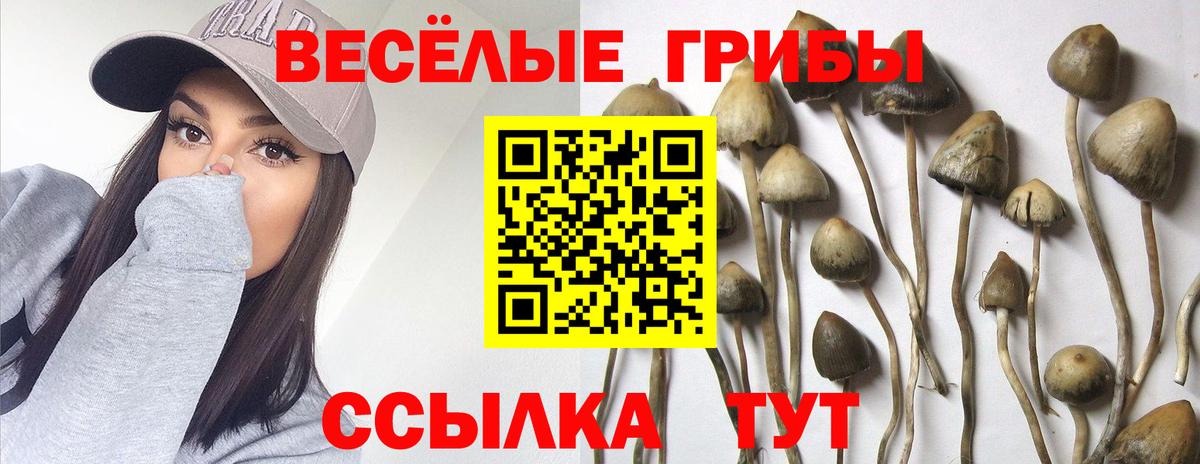 Галлюциногенные грибы Psilocybine cubensis Отрадное